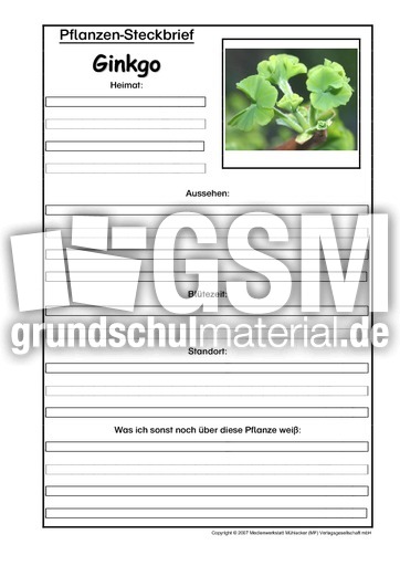 Pflanzensteckbrief-Ginkgo.pdf